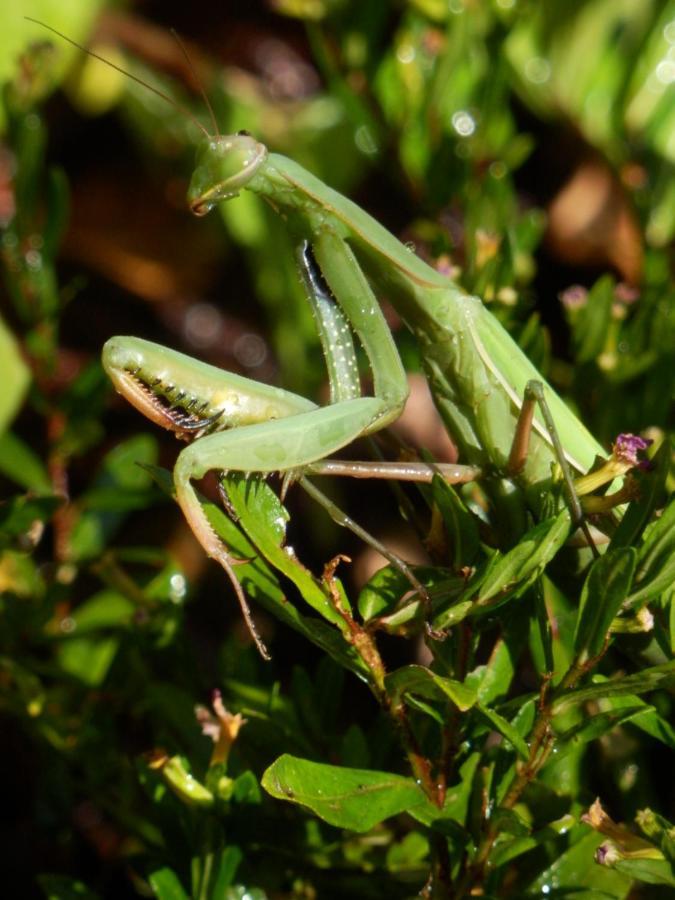 Green Man Yurt Penela Εξωτερικό φωτογραφία